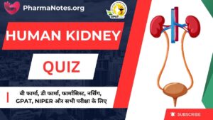 Human Kidney Multiple Choice Question