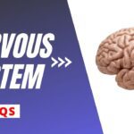 Nervous System Multiple Choice Question