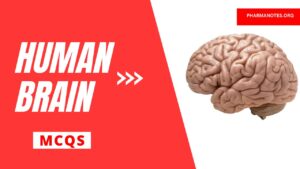 Human Brain Multiple Choice Question