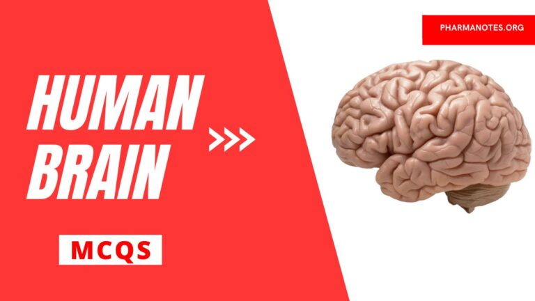 Human Brain Multiple Choice Question